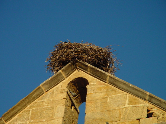 Nido en campanario de iglesia en Madarcos