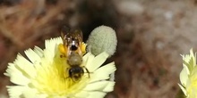 Abeja transportando polen de Taraxacum officinale