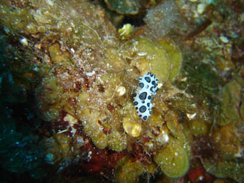 Babosa marina (Opistobranquio )