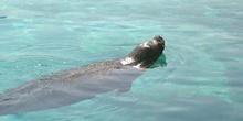 Foca común (Phoca vitulina)