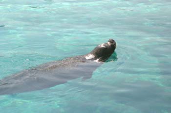 Foca común (Phoca vitulina)