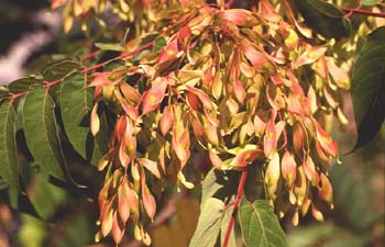 árbol del cielo - Fruto (Ailanthus altissima)