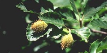 Haya - Fruto (Fagus silvatica)