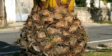Palmera canaria - Tronco (Phoenix canariensis)