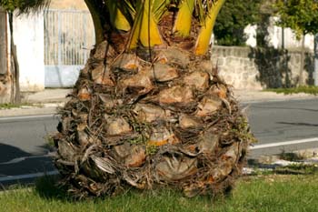 Palmera canaria - Tronco (Phoenix canariensis)