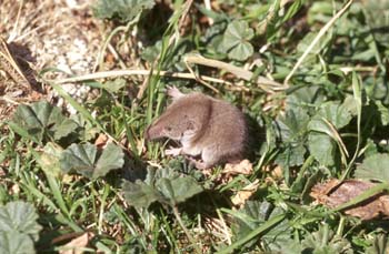 Musarañita (Suncus etruscus)