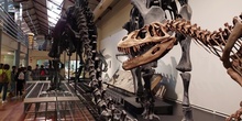VISITA AL MUSEO DE CIENCIAS NATURALES DE MADRID