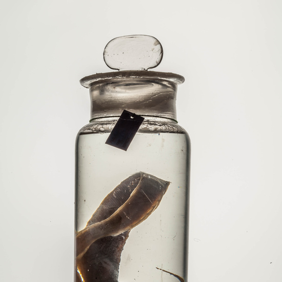 IES_CARDENALCISNEROS_CIENCIASNATURALES_141