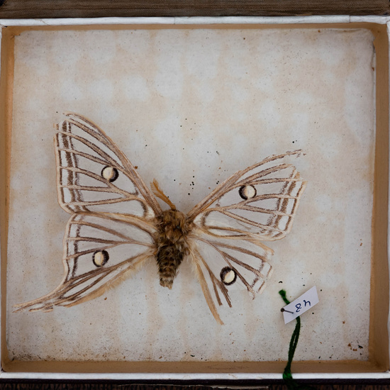 IES_CARDENALCISNEROS_Insectos_001