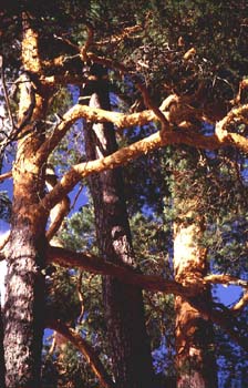 Pino silvestre - Corteza (Pinus sylvestris)