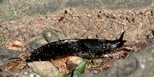 Babosa común - Forma negra (Arion ater)