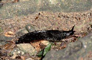 Babosa común - Forma negra (Arion ater)