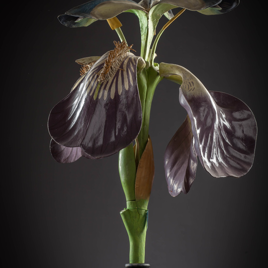 IES_CARDENALCISNEROS_BOTÁNICA_III_MODELOS_031