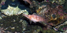 Pez halcon (Oxycirrhites typus)