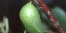 Mariposa del madroño - Crisálida (Charaxes jasius)