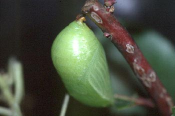 Mariposa del madroño - Crisálida (Charaxes jasius)