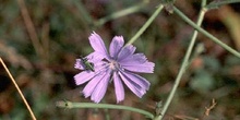 Oedemera nobilis