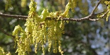 Carvallo - Flor masc. (Quercus robur)