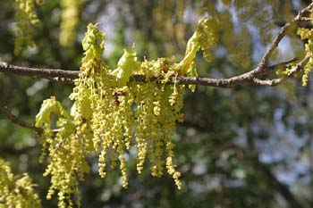 Carvallo - Flor masc. (Quercus robur)