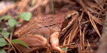 Rana bermeja (Rana temporaria)