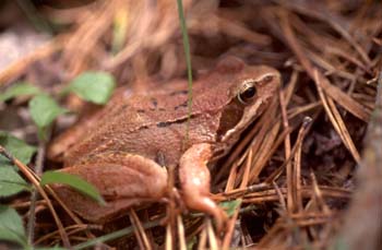 Rana bermeja (Rana temporaria)