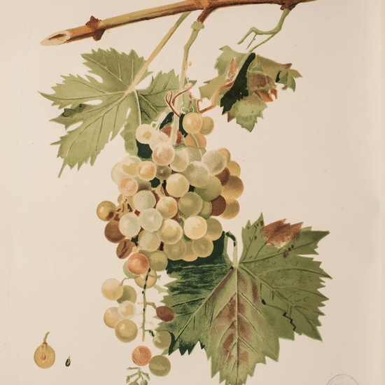 IES_CARDENALCISNEROS_BOTÁNICA_II_LÁMINAS_067