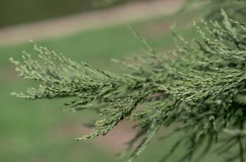 Secuoya gigante - Hojas (Sequoiadendron giganteum)