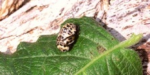Mariquita (Coccinela septempunctata)