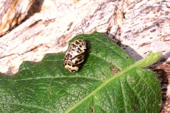 Mariquita (Coccinela septempunctata)
