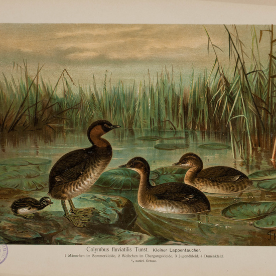 IES_CARDENALCISNEROS_AVES_LAMINAS_123