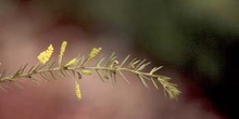 Moisés espinoso (Acacia verticillata)