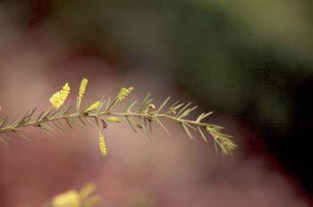 Moisés espinoso (Acacia verticillata)