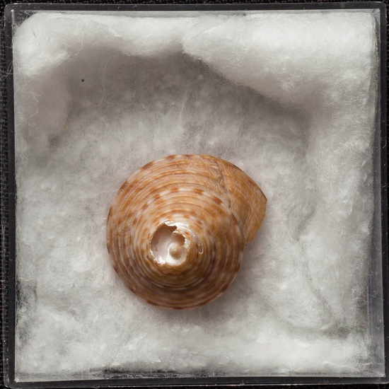 IES_ISABELLACATOLICA_BIOLOGIA_265