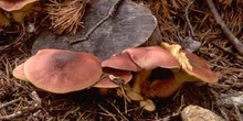 Tricoloma rutilante (Tricholomopsis rutilans)