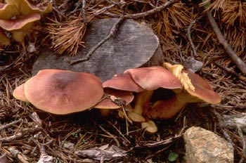 Tricoloma rutilante (Tricholomopsis rutilans)
