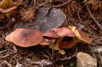 Tricoloma rutilante (Tricholomopsis rutilans)