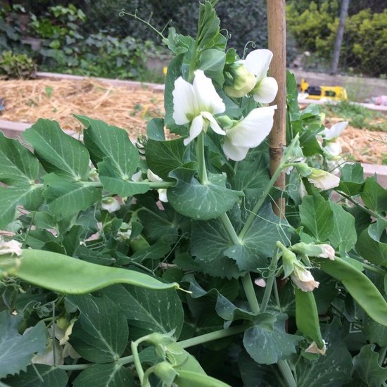 2020_03_25_El huerto en marzo_CEIP FDLR_Las Rozas 3