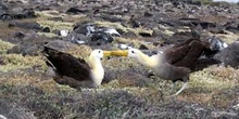 Pareja de Albatros, Diomedea irrorata, en danza de cortejo, Ecua