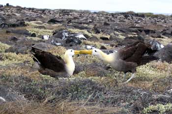 Pareja de Albatros, Diomedea irrorata, en danza de cortejo, Ecua