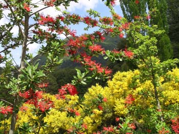 Flores, Puerto Blest, Argentina