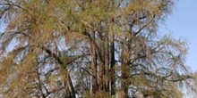 Ahuehuete o Ciprés calvo - Porte (Taxodium mucronatum)