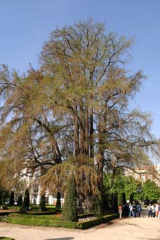 Ahuehuete o Ciprés calvo - Porte (Taxodium mucronatum)