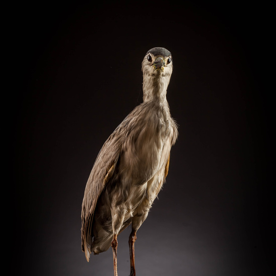 IES_SANISIDRO_MUSEO_Aves_030