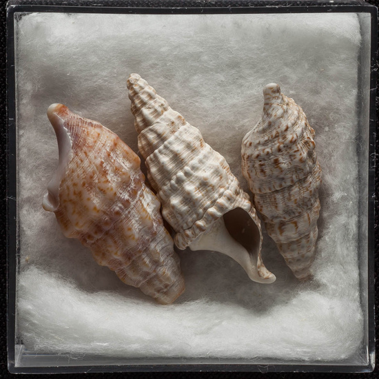 IES_ISABELLACATOLICA_BIOLOGIA_339