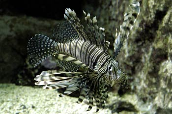 Pez león (Pterois volitans)