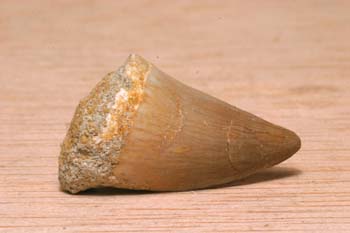 Diente de Mosoasaurio sp. (Reptil) Cretácico