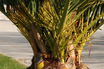 Palmera canaria - Flores (Phoenix canariensis)