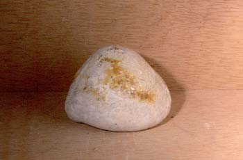 Echinocorus sulcatus (Erizo) Paleoceno