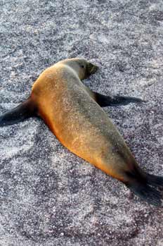 Hembra de lobo marino descansando, Zalophus Californianus, Ecuad