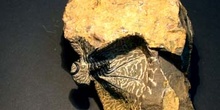 Dicranurus monstruosus (Trilobites) Devónico